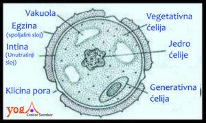 Fabijanov eliksir 75 - mikroskopski prikaz polena